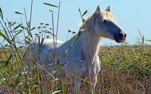 Pferd der Camarque